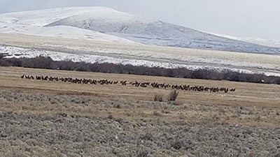 Best Public Hunting Lands | Elk Herd on Public Land in Montana