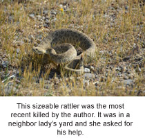 rattlesnake recently killed with snake shot