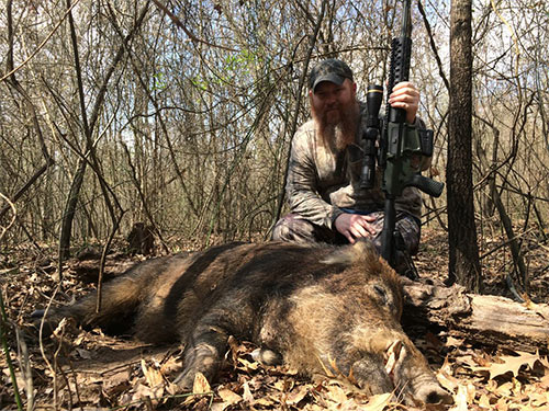 Texas hog hunting with ar 15